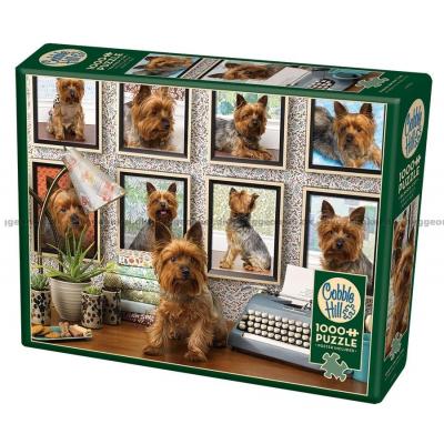 Yorkshireterrier, 1000 brikker