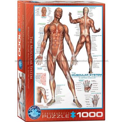Kroppen: Muskler, 1000 brikker