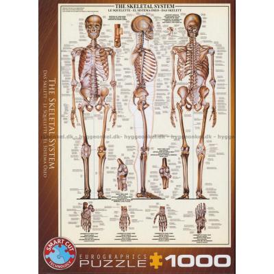 Kroppen: Skelet, 1000 brikker