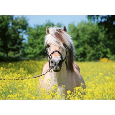 Billede af Hvid hest, 500 brikker