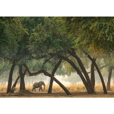 Billede af Humboldt: Savannens kæmpe, 1000 brikker