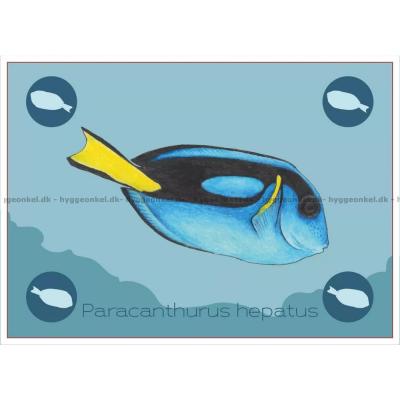 Billede af Ocean: Great Barrier Reef