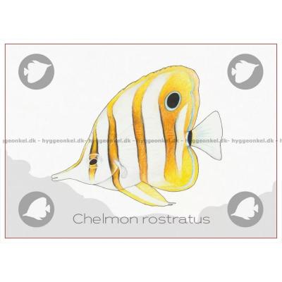 Billede af Ocean: Great Barrier Reef